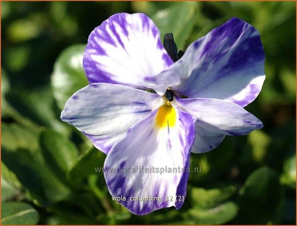 Viola cornuta 'Columbine' | Hoornviooltje, Viooltje | Hornveilchen