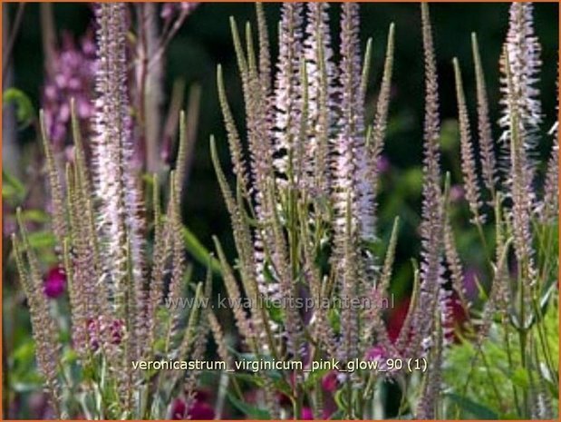 Veronicastrum virginicum &#39;Pink Glow&#39; | Virginische ereprijs, Zwarte ereprijs, Naaldereprijs | Kandelaberehrenpr