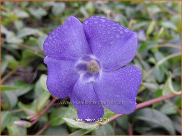 Vinca minor | Kleine maagdenpalm