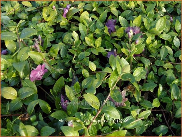 Vinca minor 'Atropurpurea' | Kleine maagdenpalm