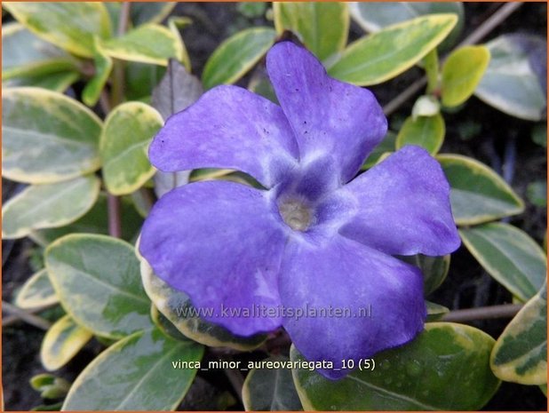 Vinca minor 'Aureovariegata' | Kleine maagdenpalm