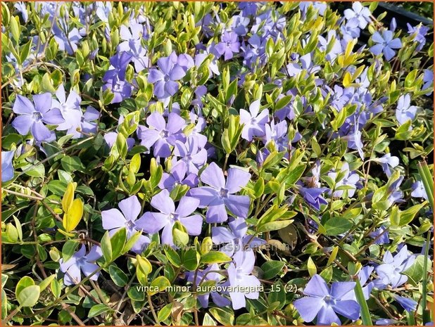 Vinca minor 'Aureovariegata' | Kleine maagdenpalm, Maagdenpalm