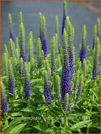 Veronica spicata 'Ulster Blue Dwarf' | Aarereprijs, Ereprijs