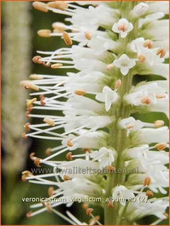 Veronicastrum virginicum 'Album' | Virginische ereprijs