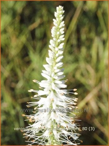 Veronicastrum virginicum 'Album' | Virginische ereprijs