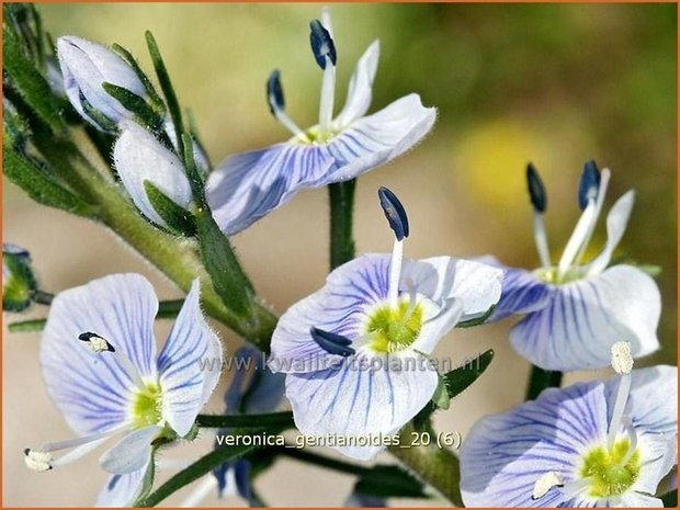 Veronica gentianoides | Gentiaan-ereprijs, Ereprijs