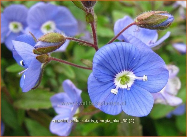 Veronica peduncularis 'Georgia Blue' | Ereprijs