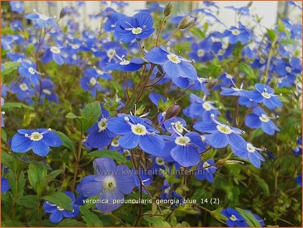 Veronica peduncularis 'Georgia Blue' | Ereprijs