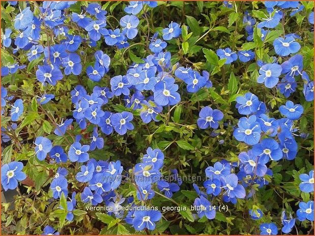 Veronica peduncularis 'Georgia Blue' | Ereprijs