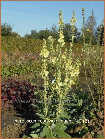 Verbascum 'Cotswold Queen' | Toorts | K&ouml;nigskerze | Mullein