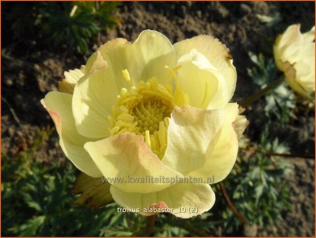 Trollius 'Alabaster' | Kogelbloem, Globebloem