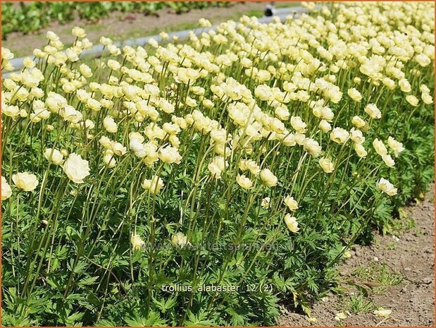 Trollius 'Alabaster' | Kogelbloem, Globebloem