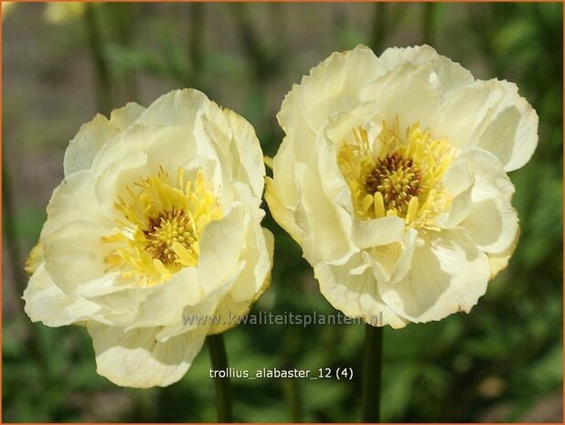 Trollius 'Alabaster' | Kogelbloem, Globebloem