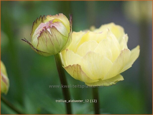 Trollius 'Alabaster' | Kogelbloem, Globebloem