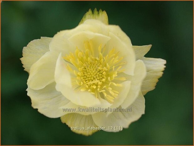 Trollius 'Alabaster' | Kogelbloem, Globebloem