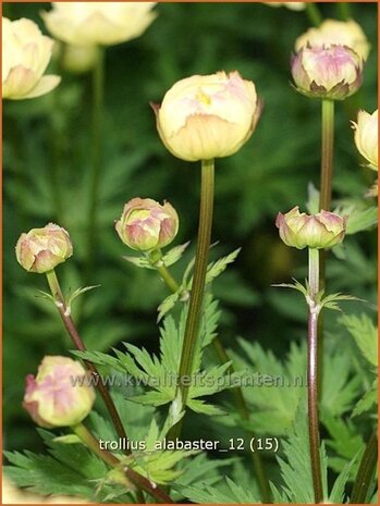 Trollius 'Alabaster' | Kogelbloem, Globebloem