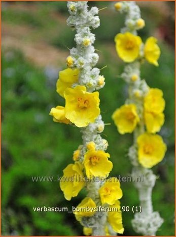 Verbascum bombyciferum | Koningskaars, Toorts | Seidige Königskerze