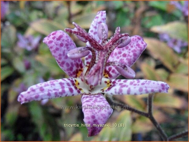 Tricyrtis hirta 'Miyazaki' | Paddenlelie, Armeluisorchidee | Borstige Krötenlilie