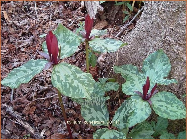 Trillium cuneatum | Drieblad, Boslelie