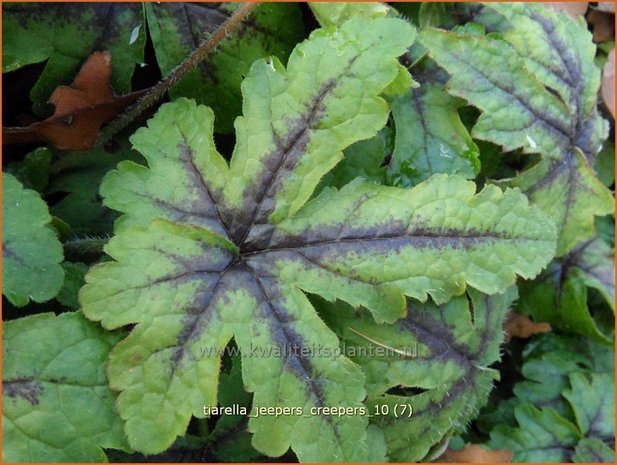 Tiarella 'Jeepers Creepers' | Schuimbloem, Perzische muts