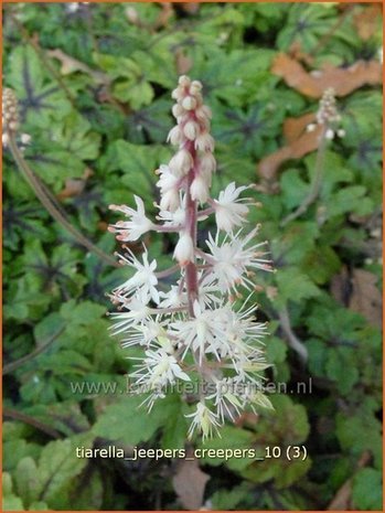 Tiarella 'Jeepers Creepers' | Schuimbloem, Perzische muts