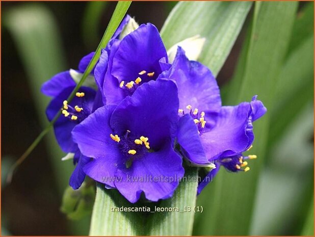 Tradescantia 'Leonora' | Eendagsbloem, Vaderplant