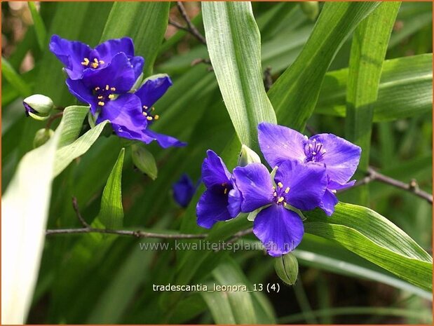 Tradescantia 'Leonora' | Eendagsbloem, Vaderplant