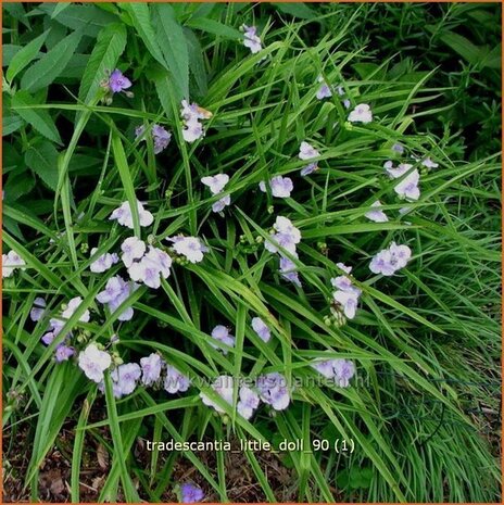 Tradescantia 'Little Doll' | Eendagsbloem, Vaderplant