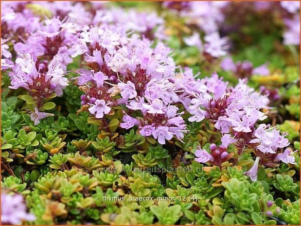Thymus praecox 'Minor' | Kruiptijm, Tijm | Fr&uuml;hbl&uuml;hender Thymian