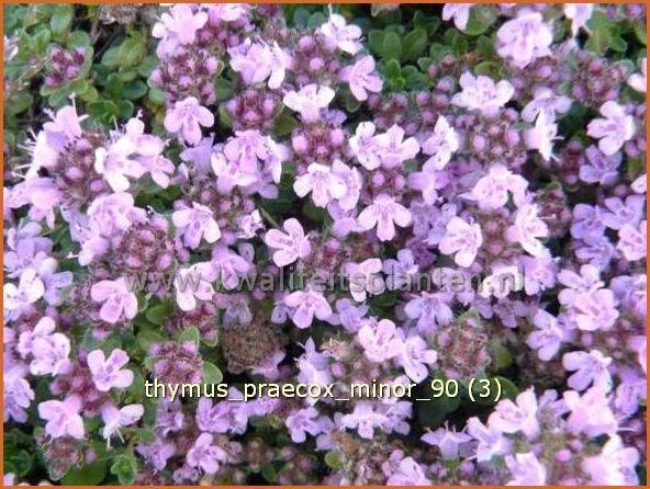 Thymus praecox 'Minor' | Kruiptijm, Tijm | Fr&uuml;hbl&uuml;hender Thymian
