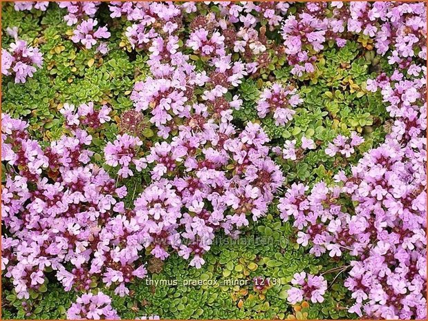 Thymus praecox 'Minor' | Kruiptijm, Tijm | Fr&uuml;hbl&uuml;hender Thymian