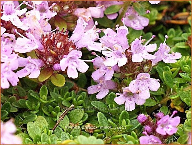 Thymus praecox 'Minor' | Kruiptijm, Tijm | Fr&uuml;hbl&uuml;hender Thymian