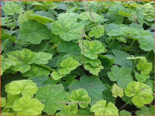 Tiarella cordifolia | Schuimbloem, Perzische muts