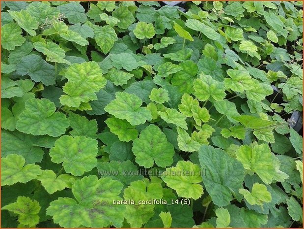 Tiarella cordifolia | Schuimbloem, Perzische muts