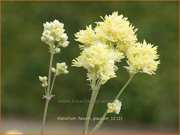 Thalictrum flavum glaucum | Ruit