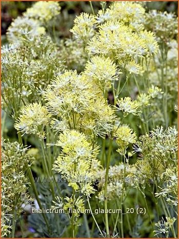 Thalictrum flavum glaucum | Ruit