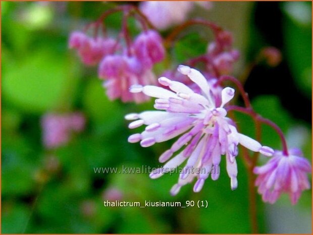 Thalictrum kiusianum | Ruit