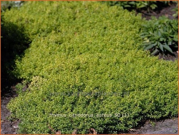 Thymus citriodorus 'Aureus' | Citroentijm, Tijm