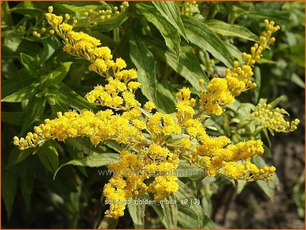 Solidago 'Golden Mosa' | Guldenroede | Goldrute