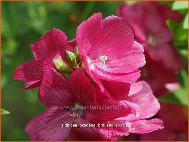 Sidalcea oregana 'Brilliant' | Griekse malva