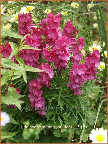 Sidalcea oregana 'Brilliant' | Griekse malva