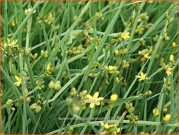 Sisyrinchium californicum | Bieslelie