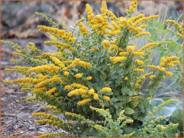 Solidago 'Golden Dwarf' | Guldenroede