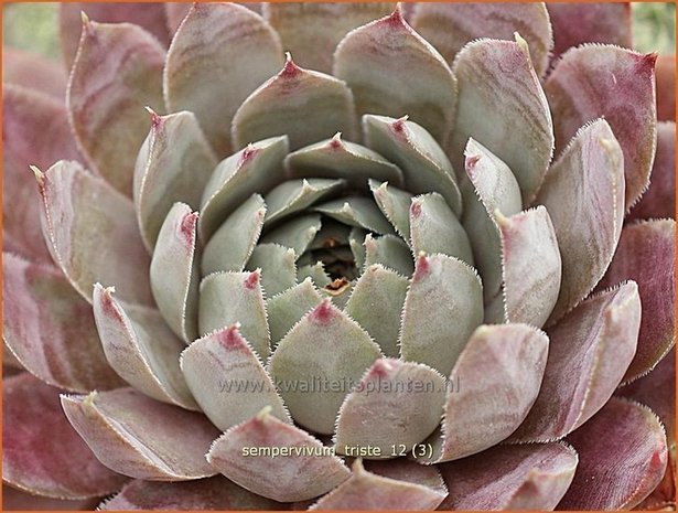 Sempervivum 'Triste' | Huislook, Donderblad