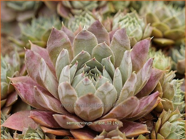 Sempervivum 'Triste' | Huislook, Donderblad