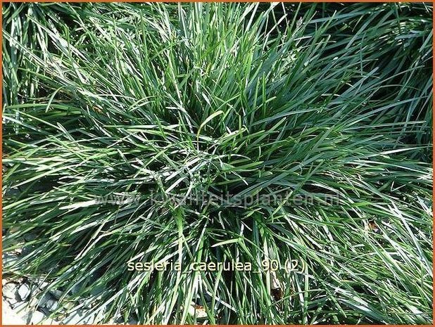 Sesleria caerulea | Blauwgras