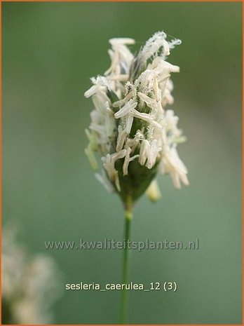 Sesleria caerulea | Blauwgras