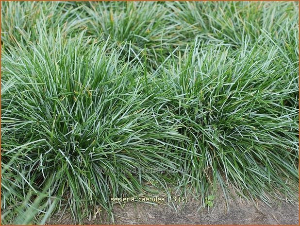 Sesleria caerulea | Blauwgras