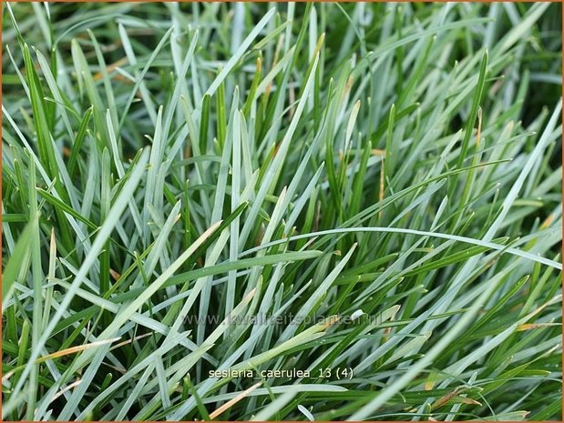 Sesleria caerulea | Blauwgras