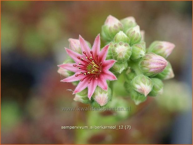 Sempervivum 'Silberkarneol' | Huislook, DonderbladSempervivum 'Silberkarneol' | Huislook, Donderbla